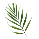 Earthlings - The healing Cafe logo